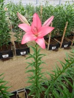 [4030 Fair Banks No01.JPG]